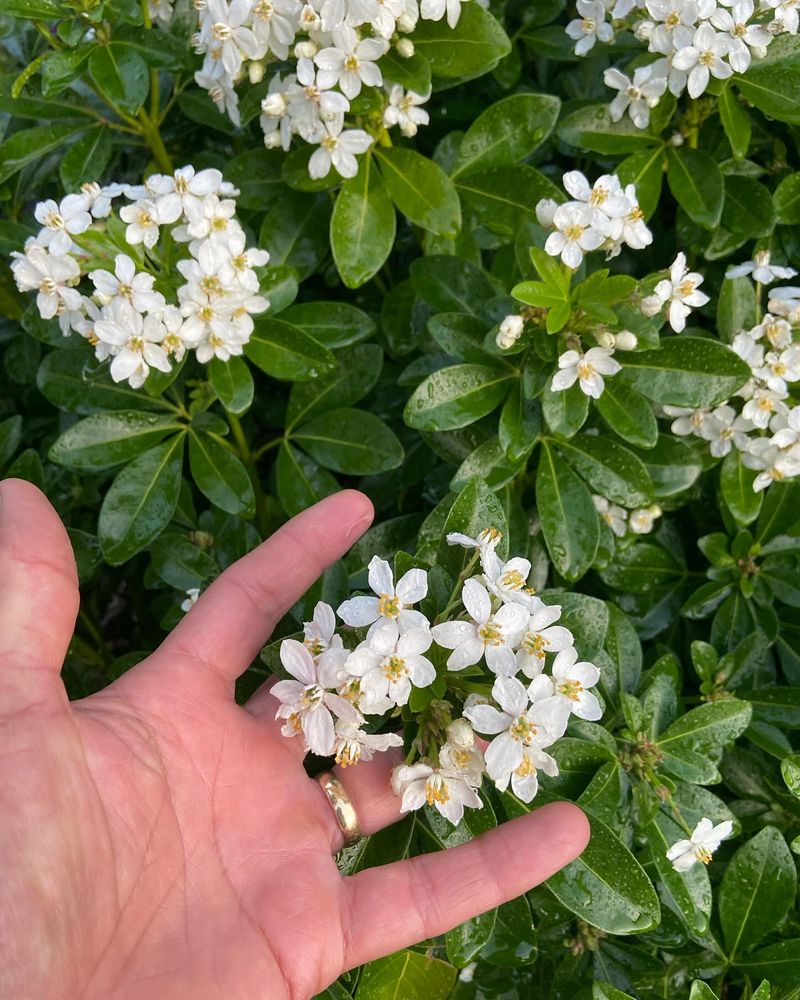 Mexican Orange Blossom (Choisya ternata)