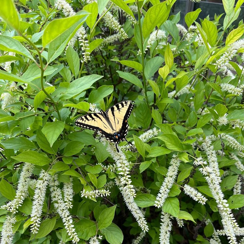 Virginia Sweetspire (Itea virginica)