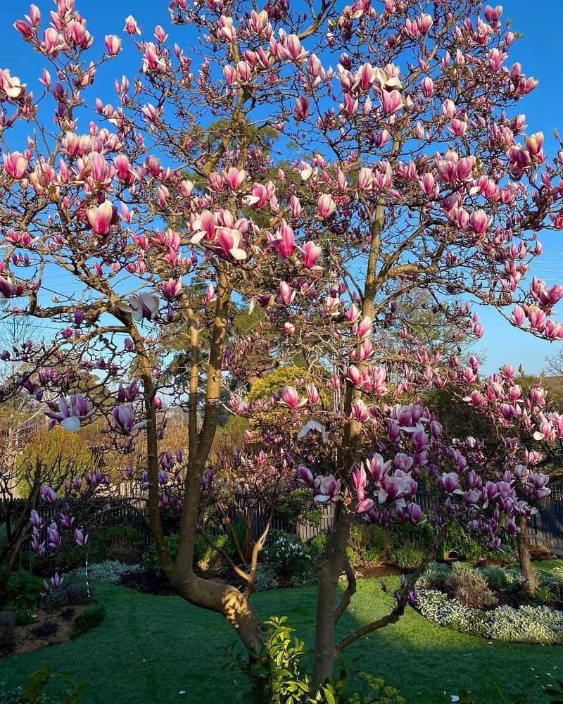 Magnolias