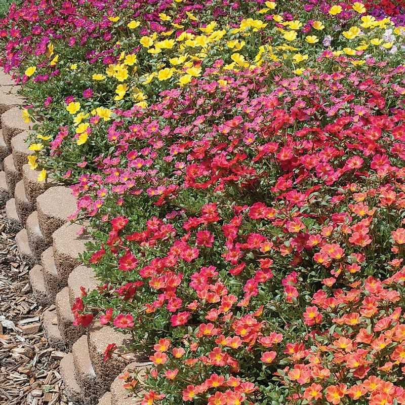Purslane: Edible Flower Carpet