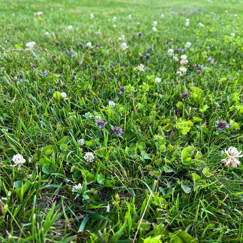 Clover: The Eco-Friendly Ground Cover