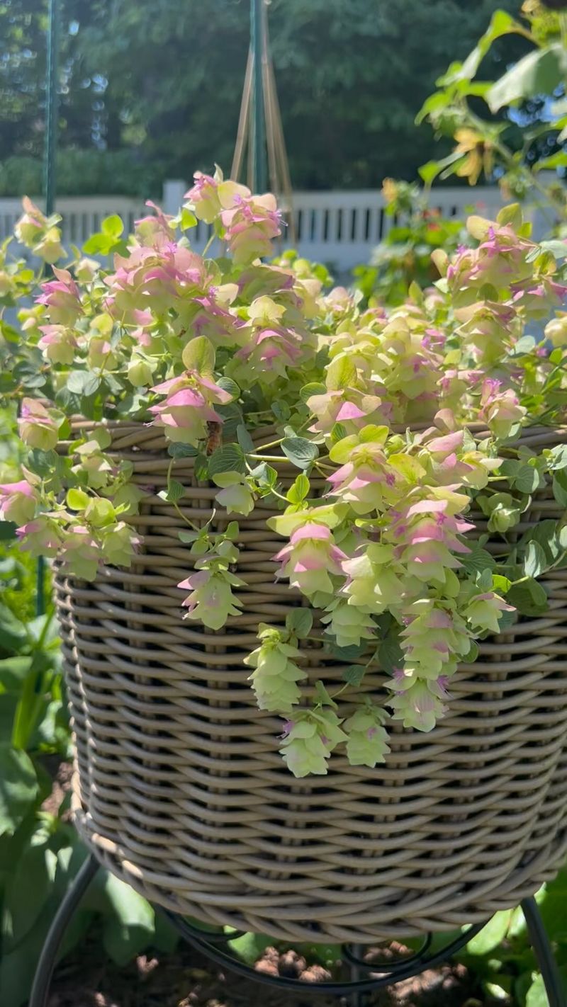 Ornamental Oregano