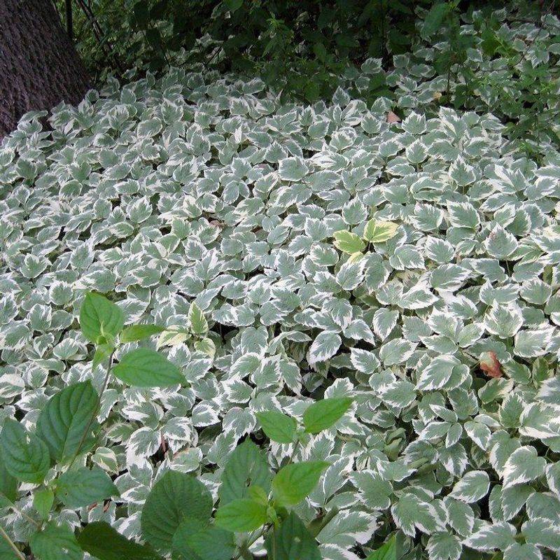 Bishop's Weed (Goutweed)
