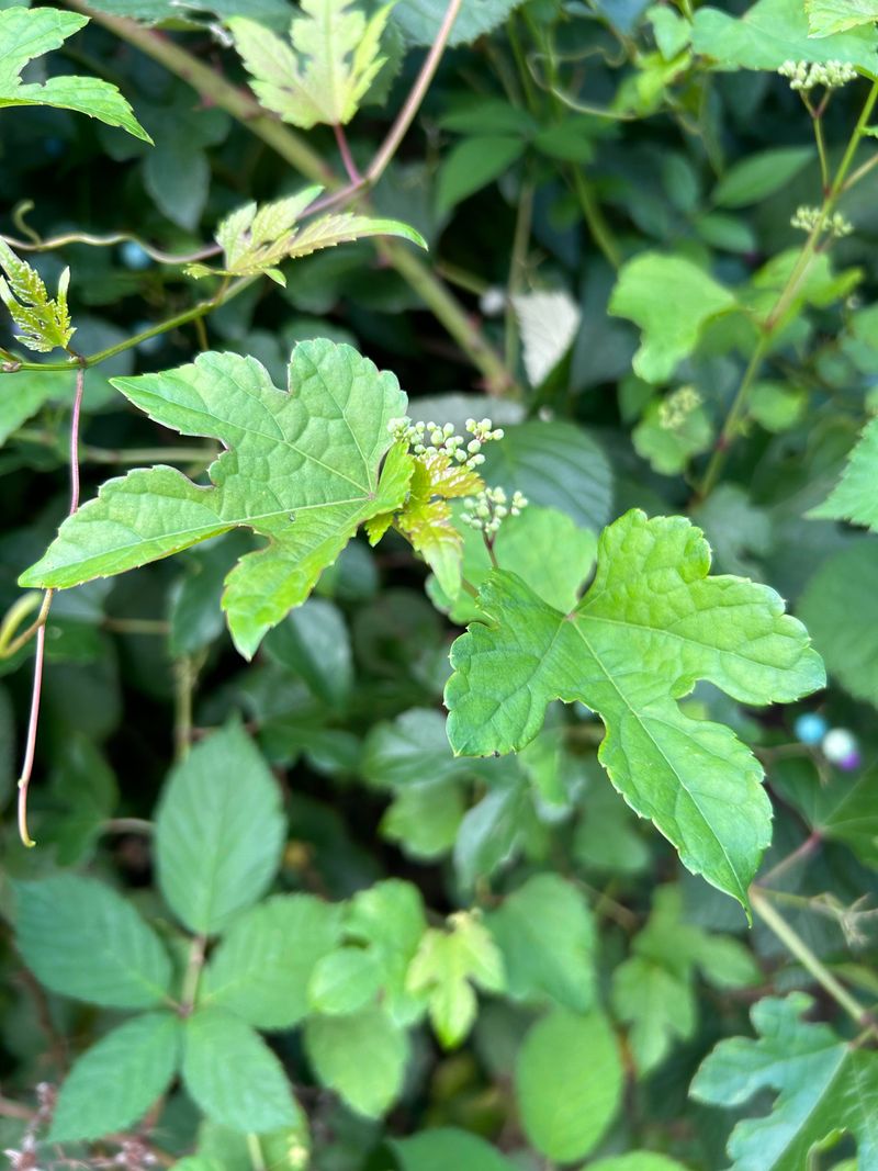 Commercial Herbicide Application