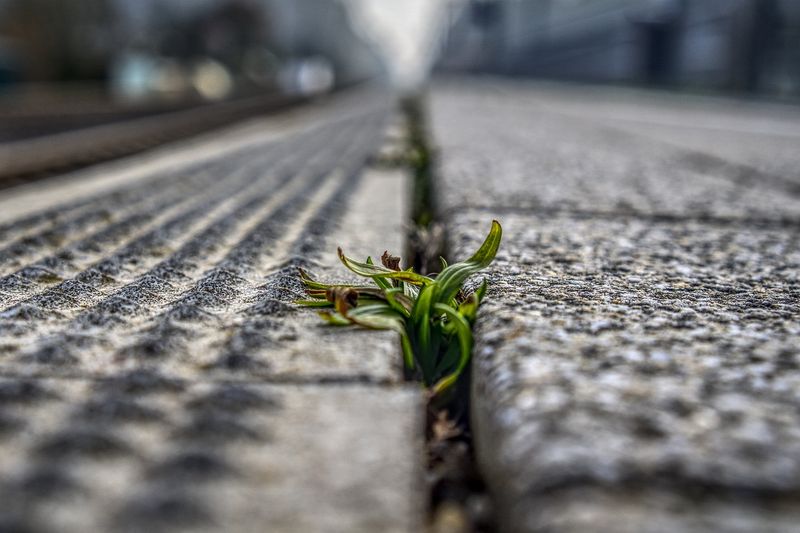 Salt as a Weed Barrier