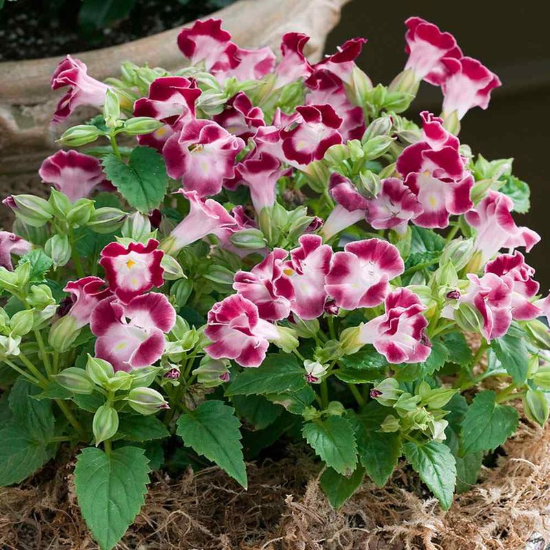 Wishbone Flower