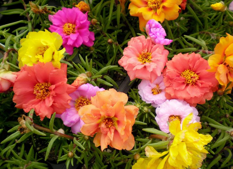Portulaca (Moss Rose)