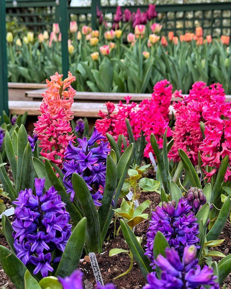 Hyacinths