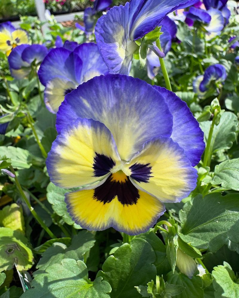 Pansies