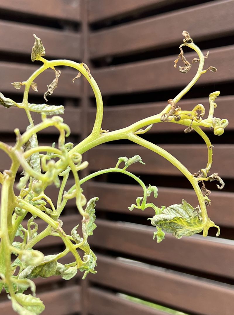Herbicide Damage