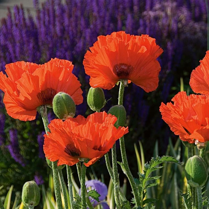 Oriental Poppies