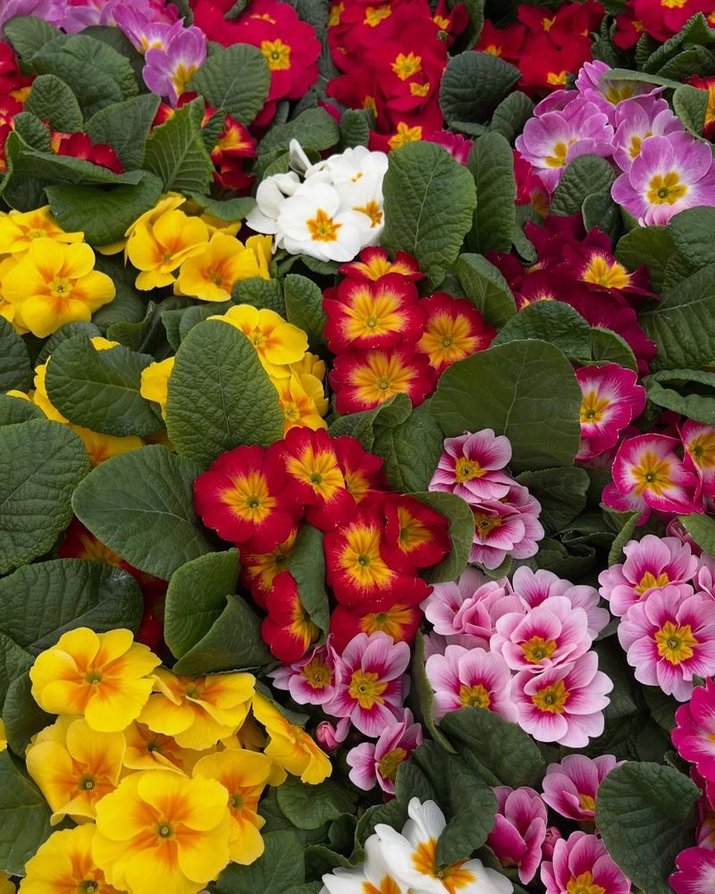 Primroses