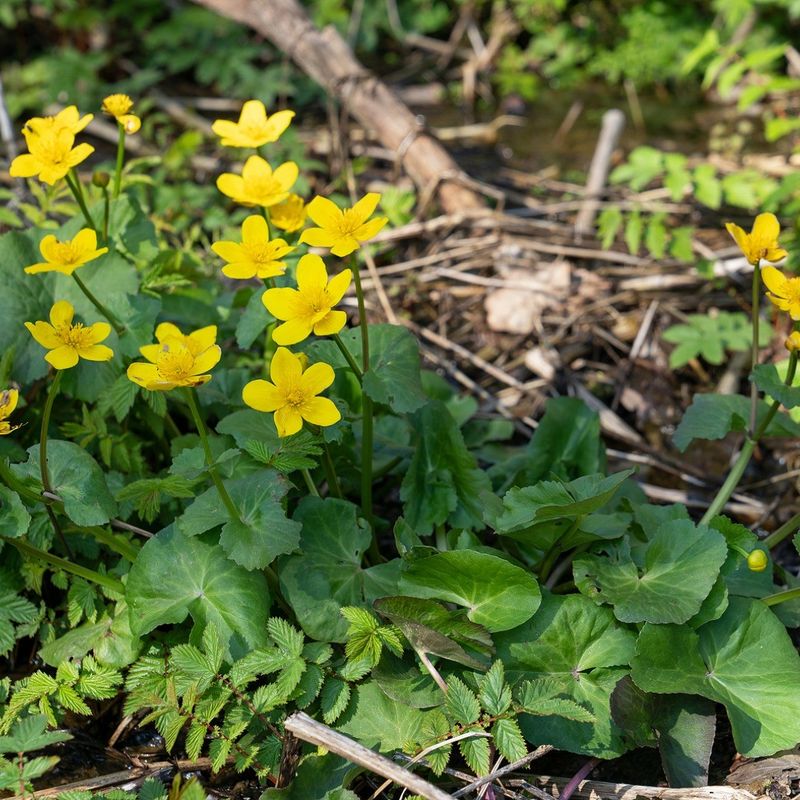 Marsh Marigold