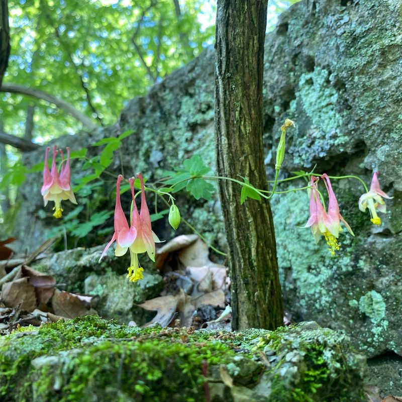Wild Columbine