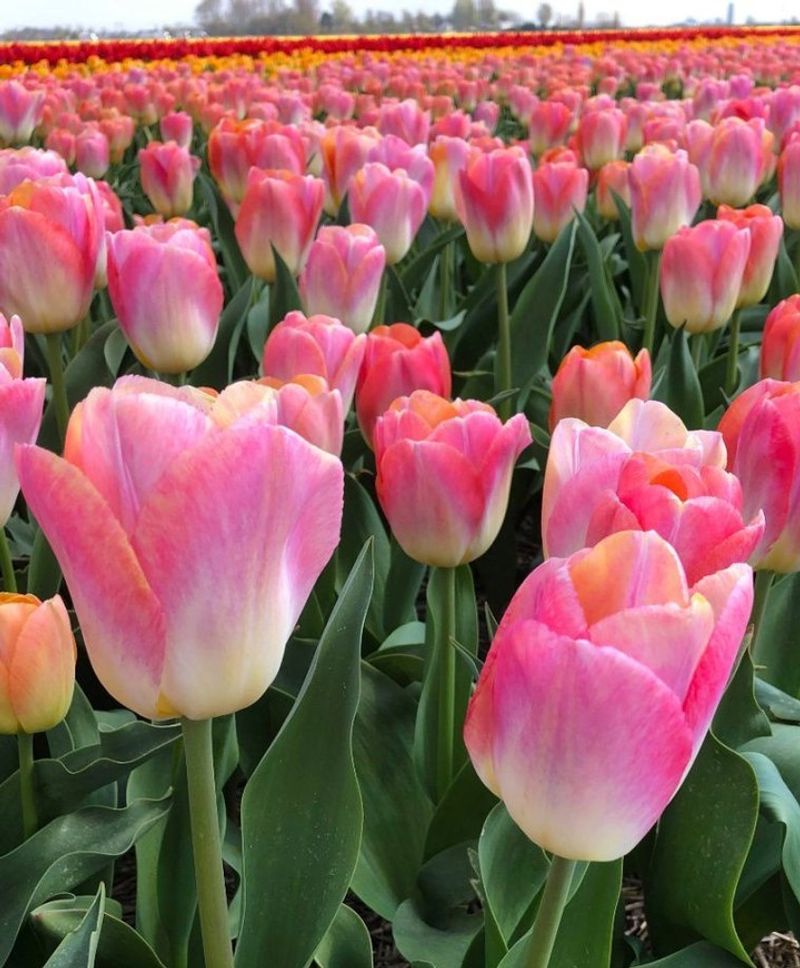 Darwin Hybrid Tulips