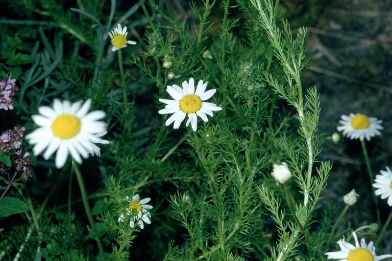 Crowd Out Weeds Naturally