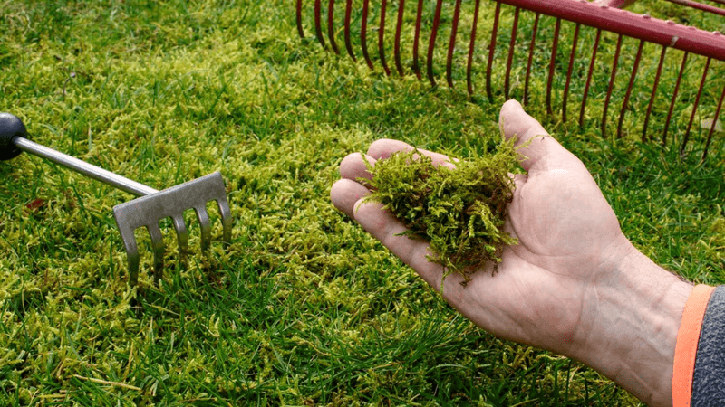 Moss or Algae Growing Between Plants