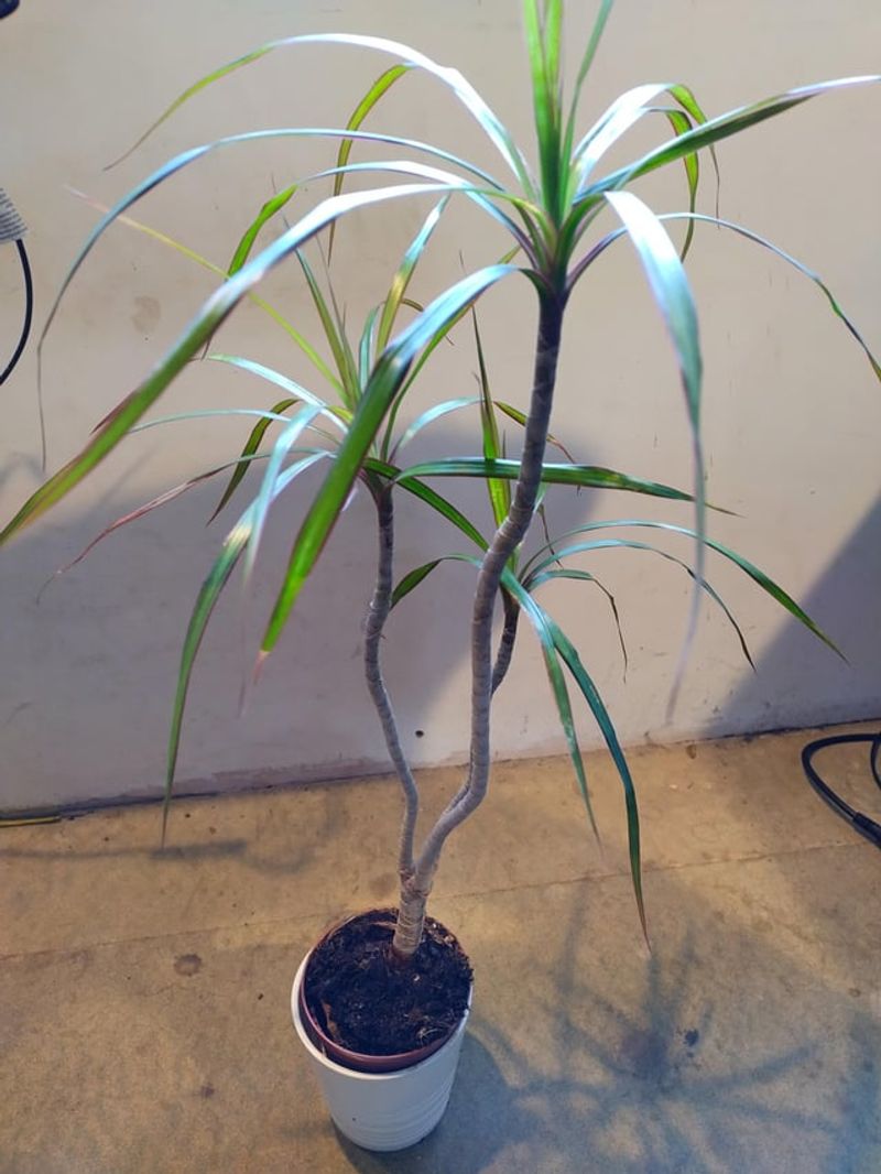 Rescue plants from unexpected places