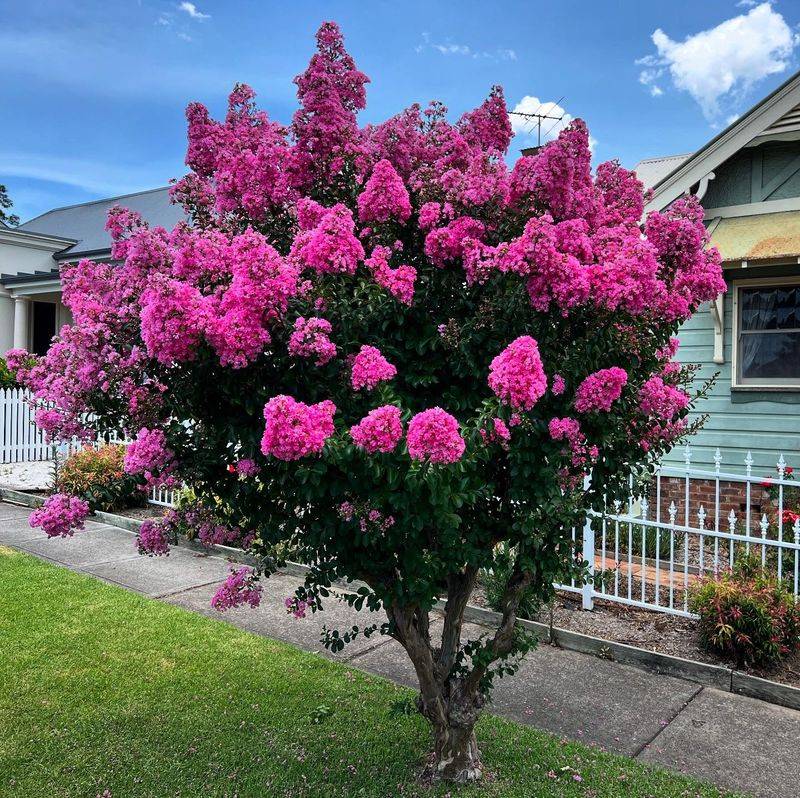 Crape Myrtle