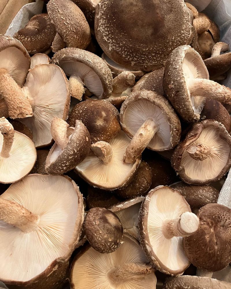 Force Fruiting