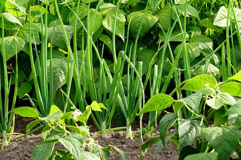 Onions And Beans: Underground Chemical Warfare