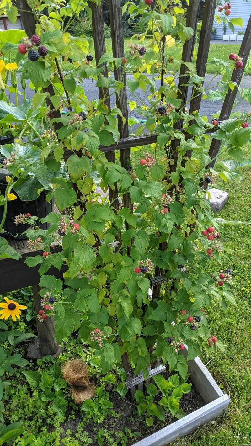 Raspberries Bring Unwanted Diseases