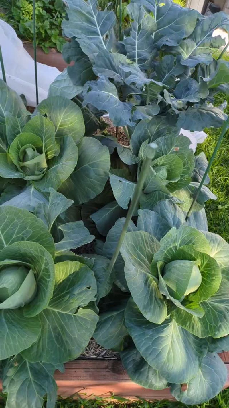 Cabbage