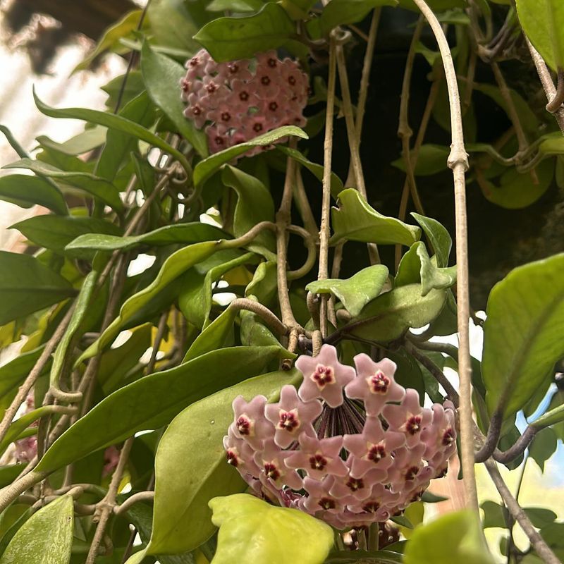 Wax Plant