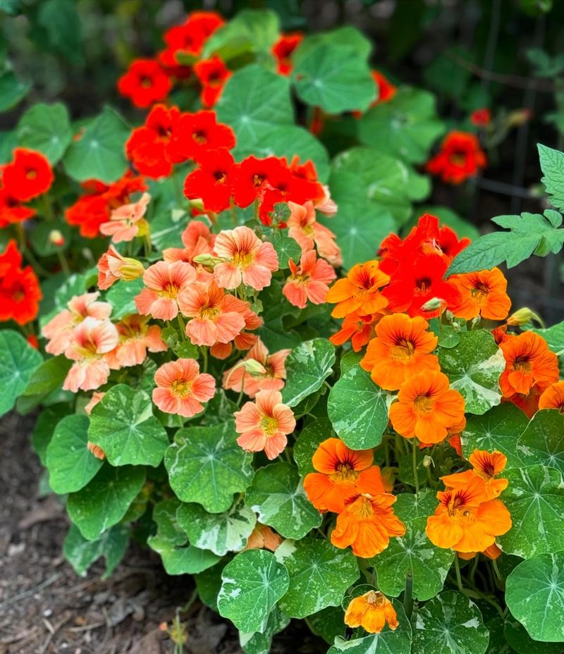 Nasturtiums
