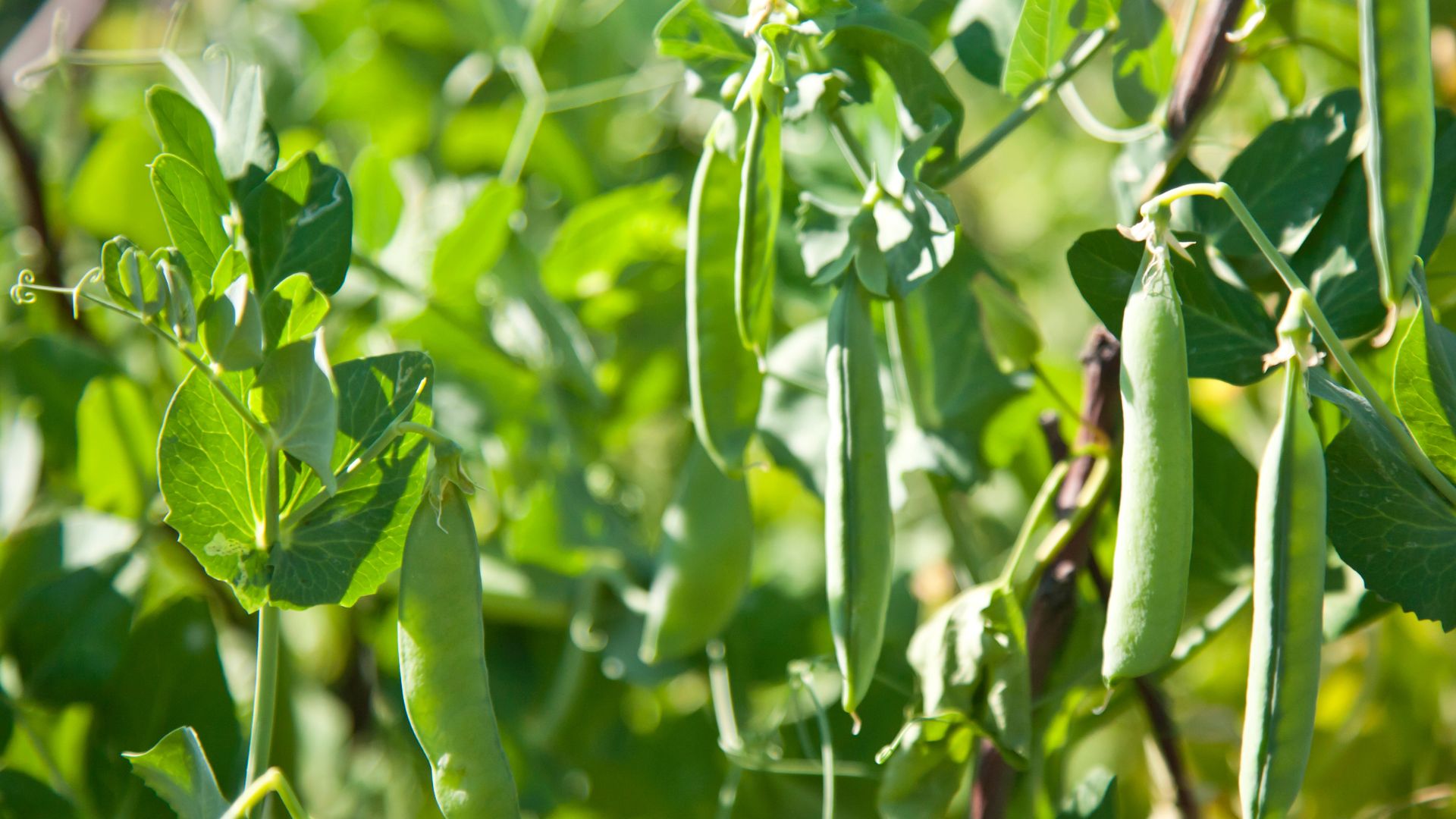 Want A Bigger Bean Harvest? Grow These 15 Nearby Allies
