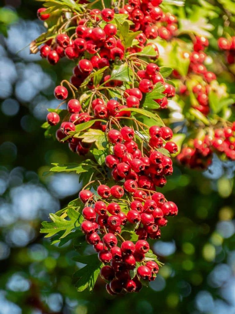 Hawthorn