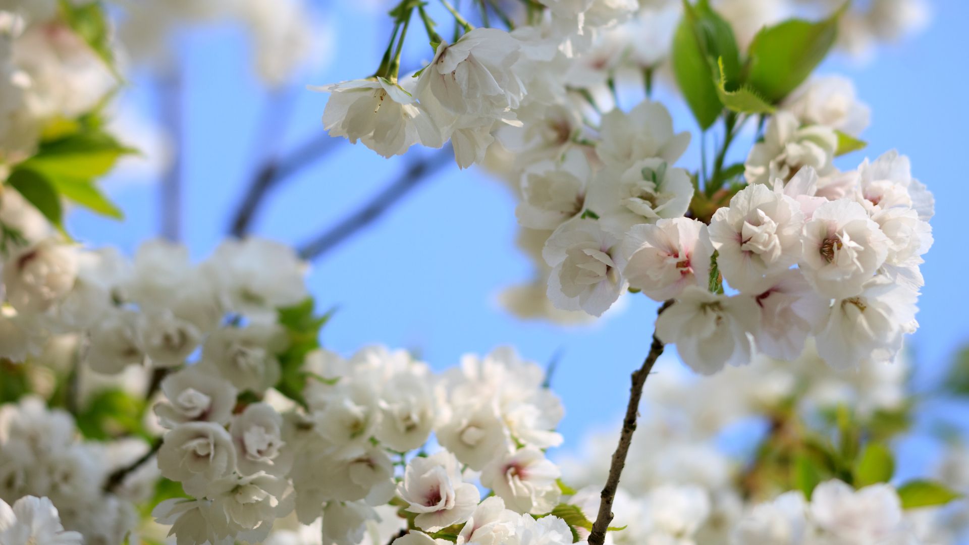 Want A Wildlife Hedge? These 18 Plants Will Bring Birds, Bees, And Butterflies