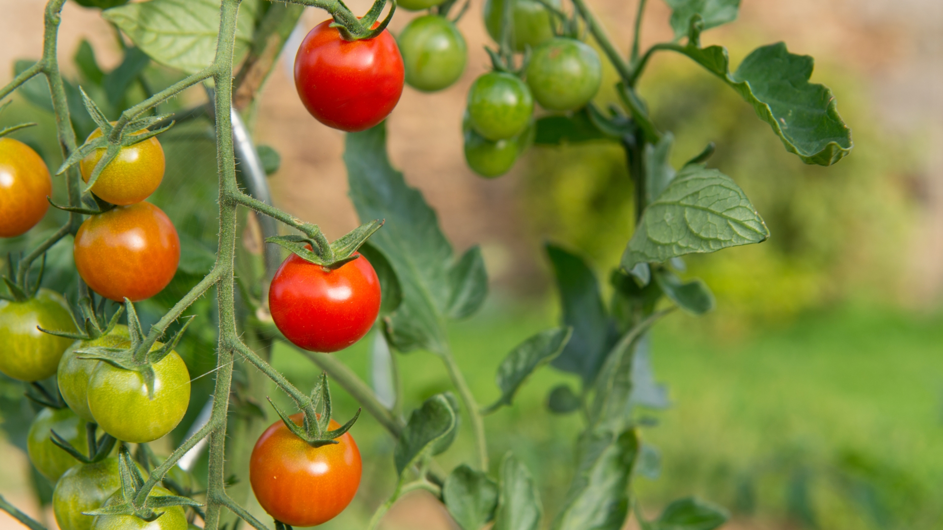 Tomatoes