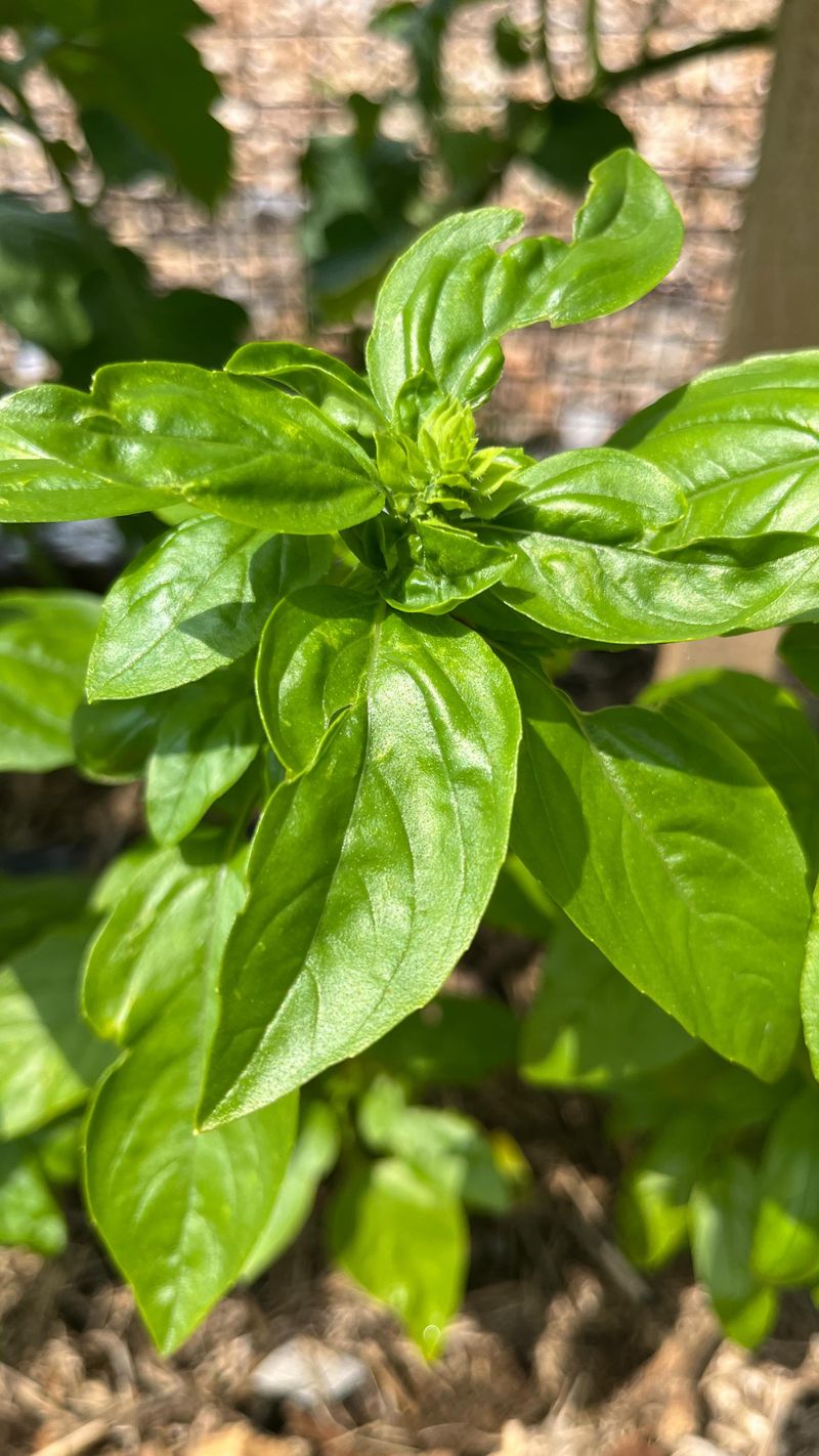 Basil