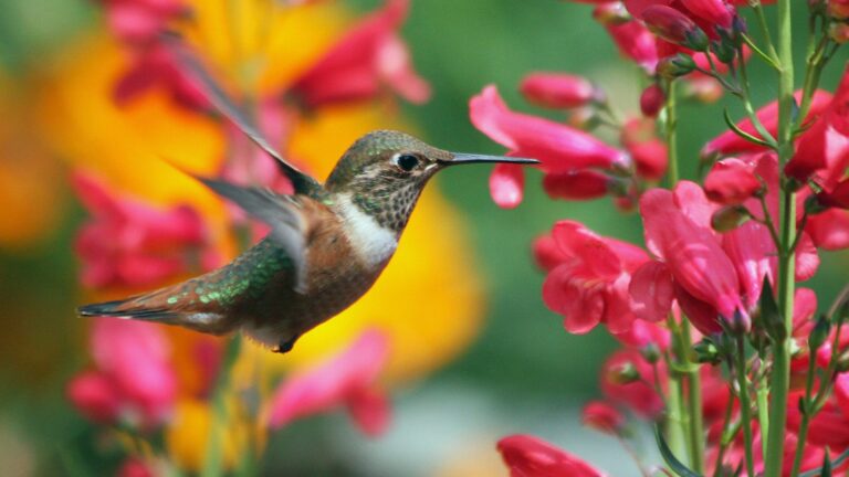 hummingbird