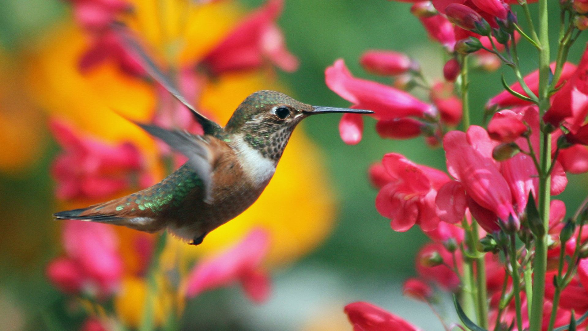 Want More Hummingbirds? Grow These 29 Beautiful Annual Flowers