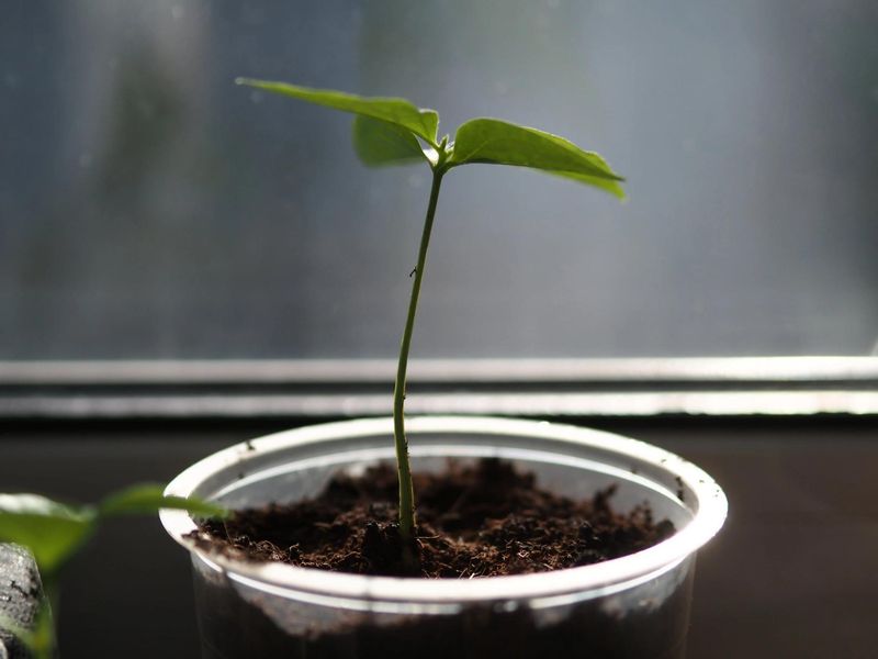 Light Requirements After Sprouting