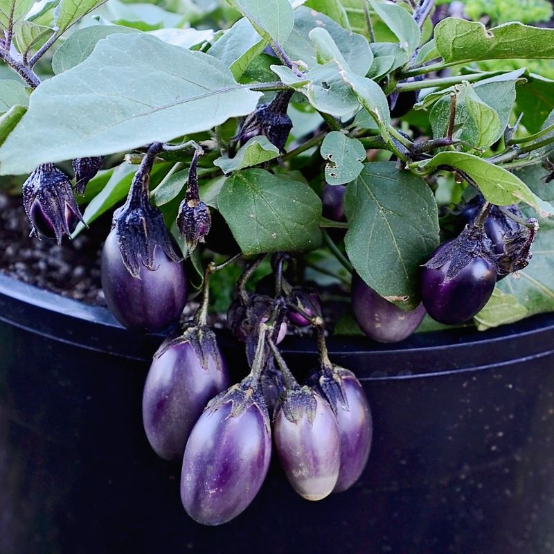 Patio Baby Eggplant