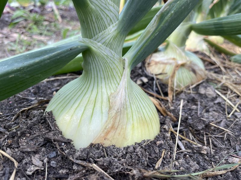 Monitor Soil Temperature Carefully