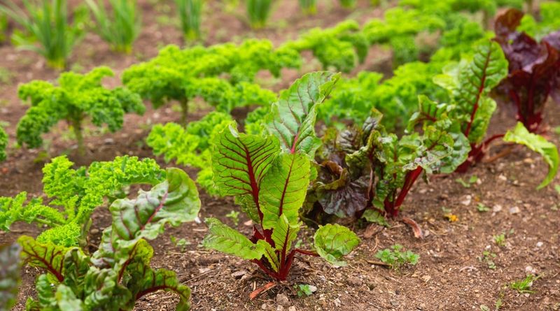 Try Companion Planting For Healthier Beets
