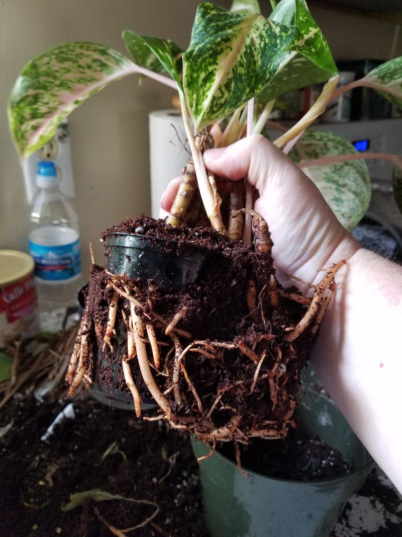 Repot Every Few Years