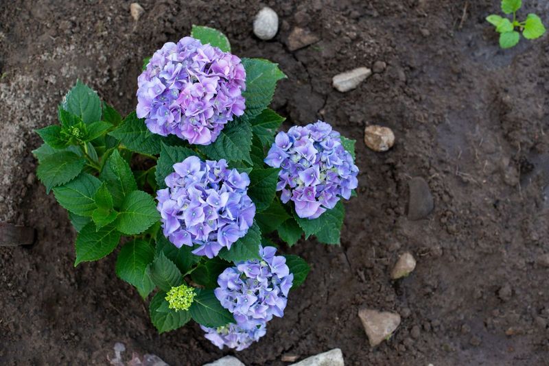 Soil Type Determines Watering Frequency