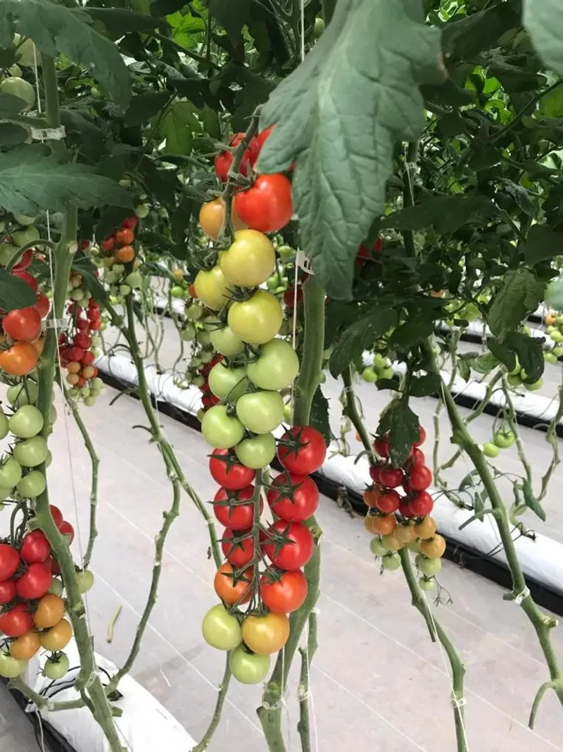 Deal with Pests Naturally