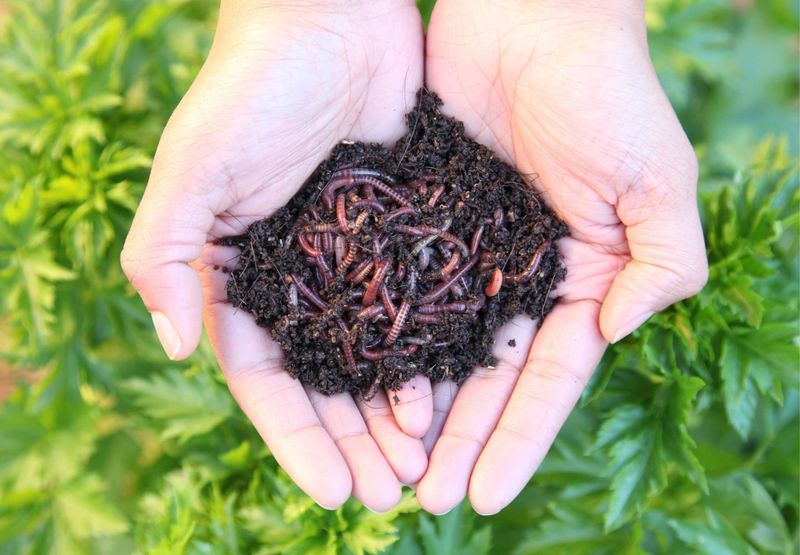 Use worm castings