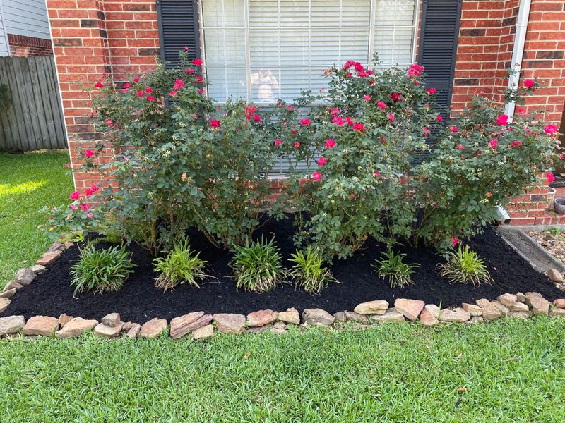 Apply Mulch Immediately