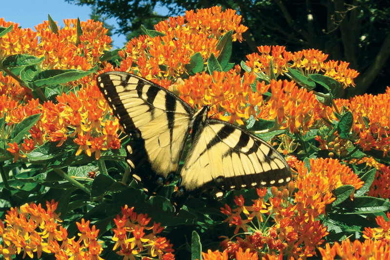 Embrace Native Plants