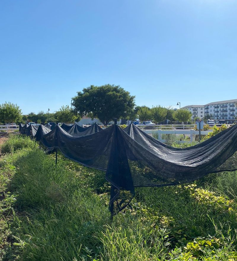 Provide Afternoon Shade In Warm Climates