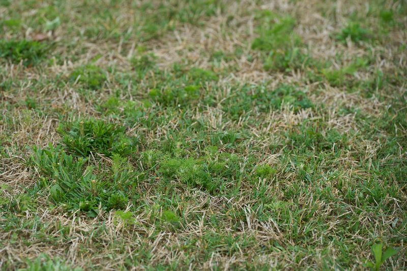 Overseed Thin Areas