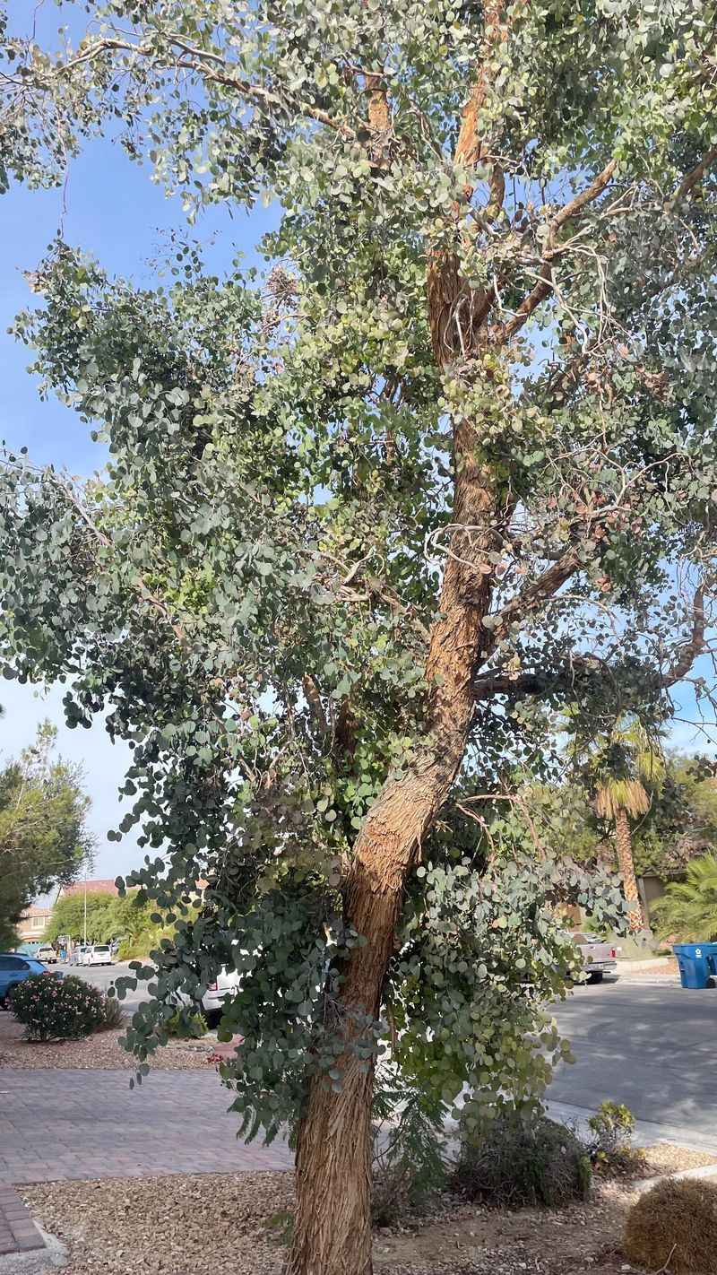 Eucalyptus Oil Threats