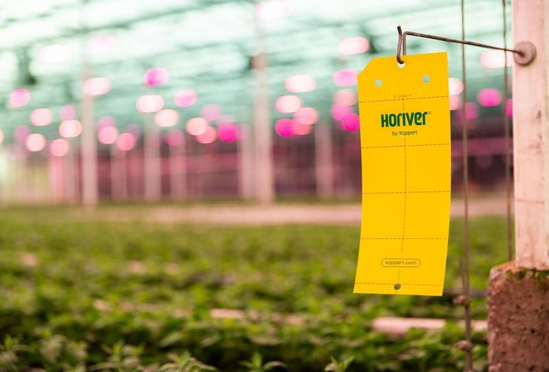 Yellow Sticky Traps Catch Flying Pests